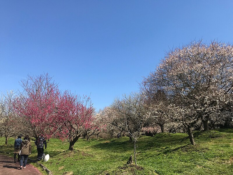 綾部梅林公園